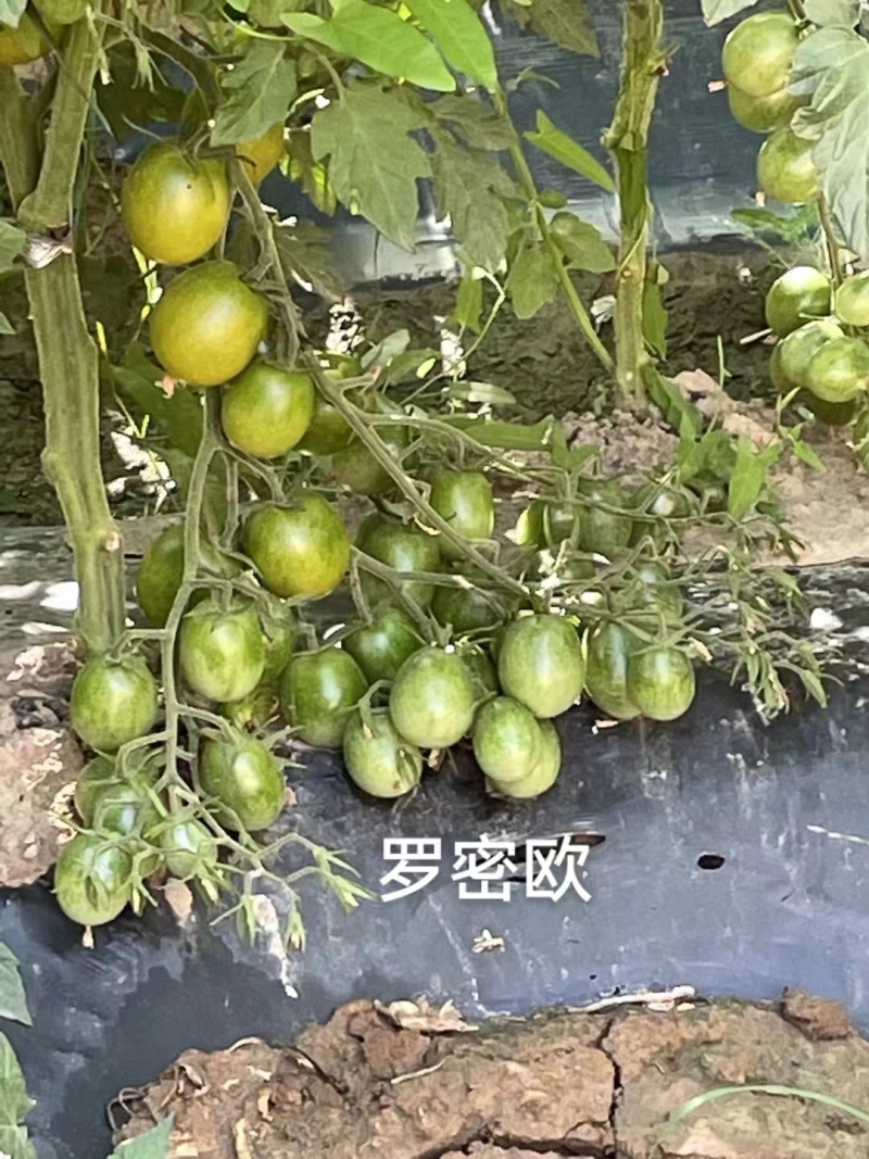 罗密欧小番茄种子绿色椭圆型樱桃番茄种子高糖无限生长型