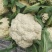 湖北花菜，紧花，实菜花，产地直发，对接大型加工厂