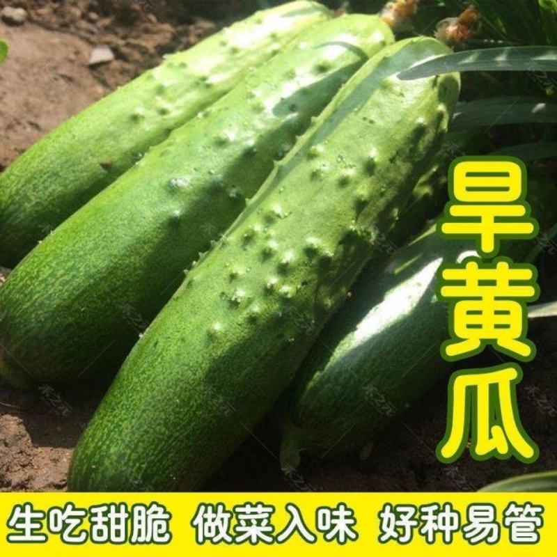 杂交早熟水果黄瓜种子旱黄瓜种子