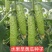 杂交早熟水果黄瓜种子旱黄瓜种子