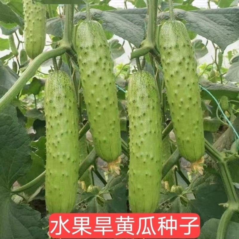 杂交早熟水果黄瓜种子旱黄瓜种子