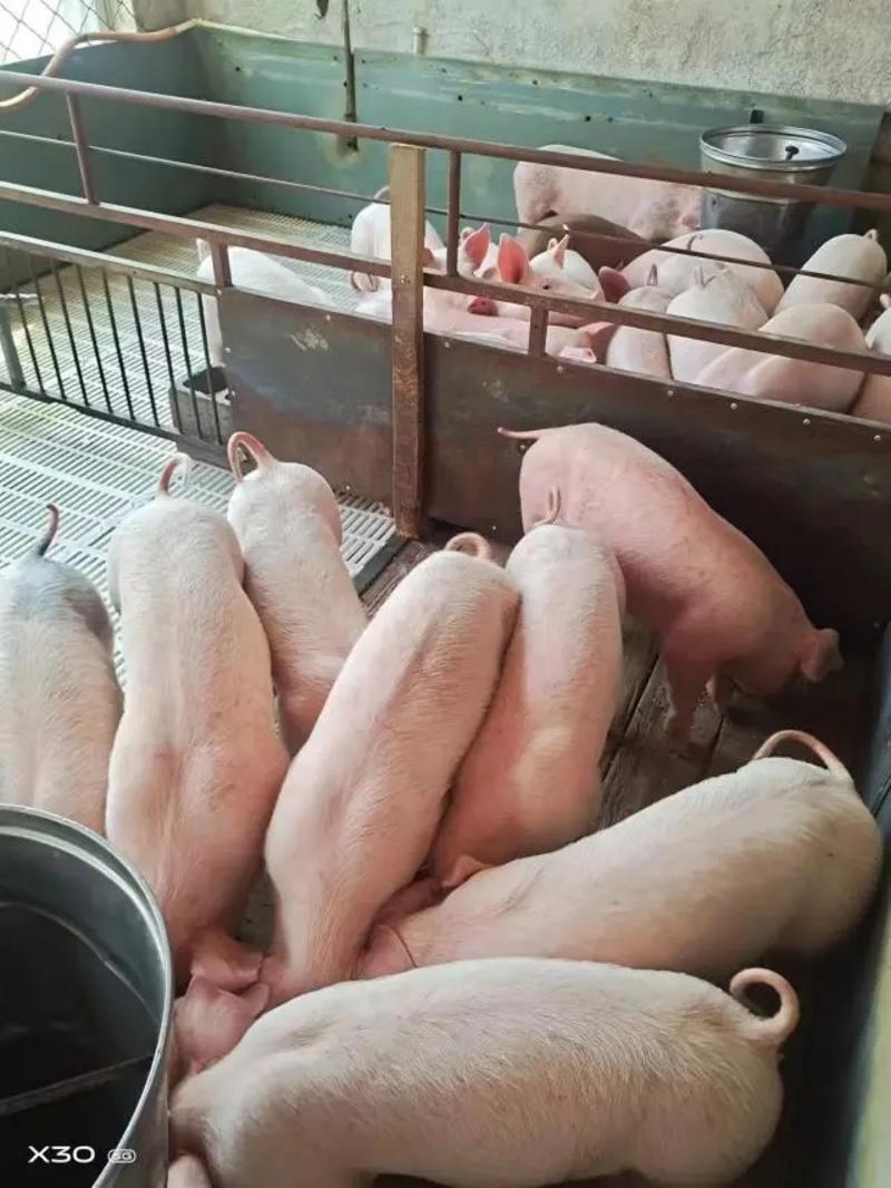 【三元仔猪】大量出售10-60公斤三元仔猪防疫齐全好饲养