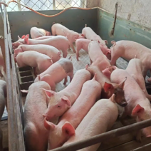 【三元仔猪】大量出售10-60公斤三元仔猪防疫齐全好饲养
