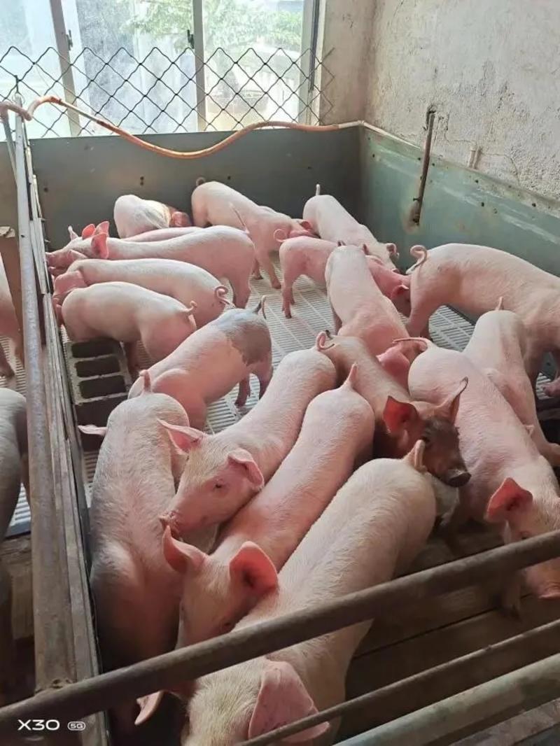 【活猪】三元仔猪20~30斤出售送猪到家防疫齐全伤亡包赔