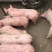 三元仔猪20~30斤出售送猪到家防疫齐全伤亡包赔