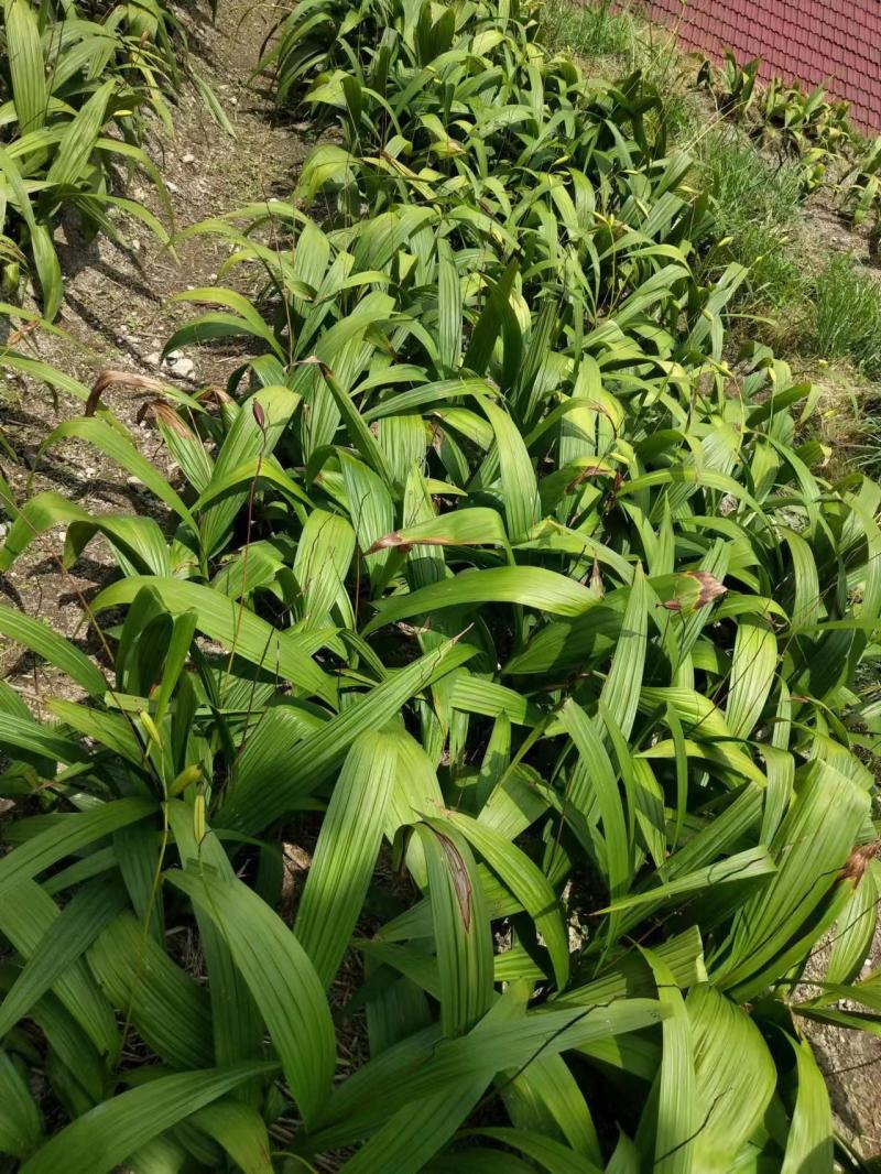 白芨紫花白芨大叶白芨三叉白芨