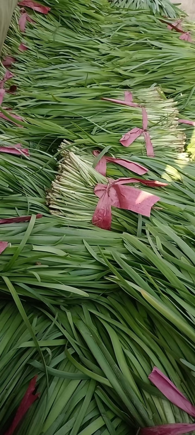 韭菜上市了