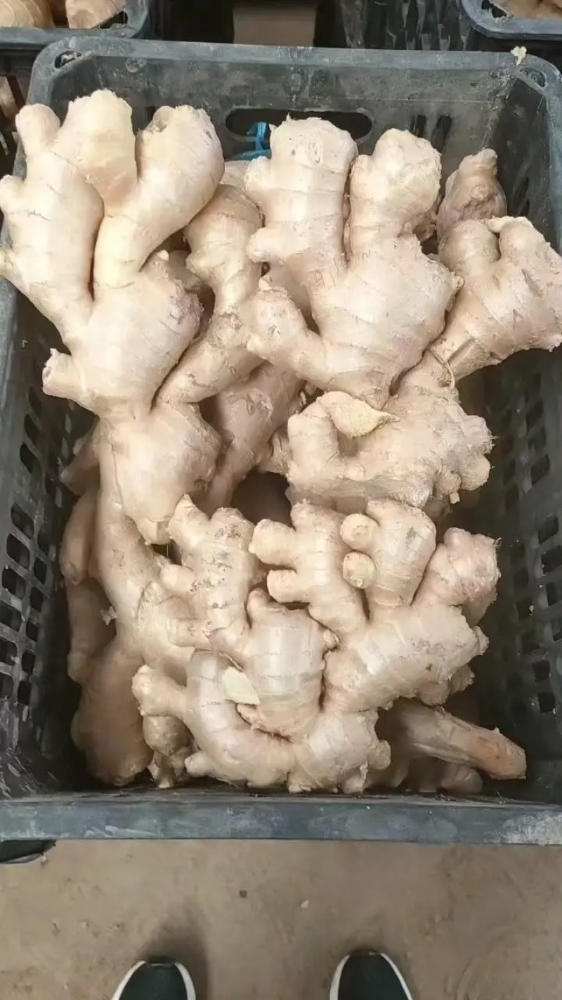【精品大黄姜】产地一手货源批发《保质保量//坏烂包赔》