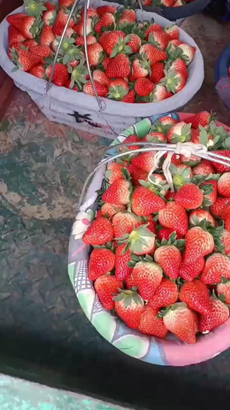 精品红颜草莓，大量上市中，产地直发，一手货源，价格超低