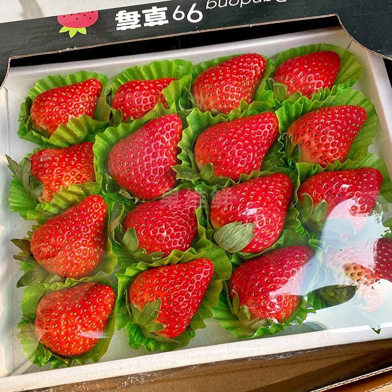 精品红颜草莓，大量上市中，产地直发，一手货源，价格超低