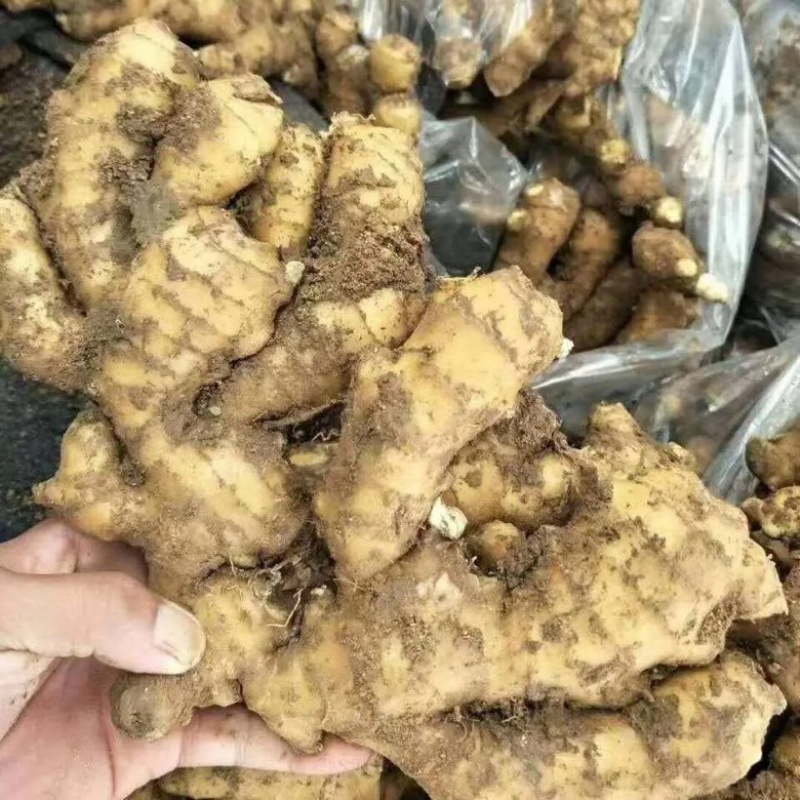 【精品大黄姜】产地一手货源批发《保质保量//坏烂包赔》