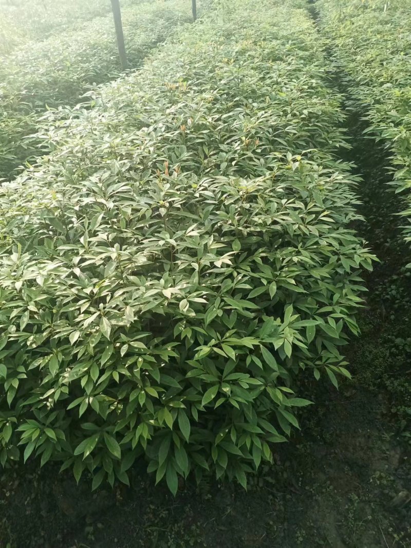 基地直供，价格实惠一手货源，无防布袋苗，杯苗各种规格都有