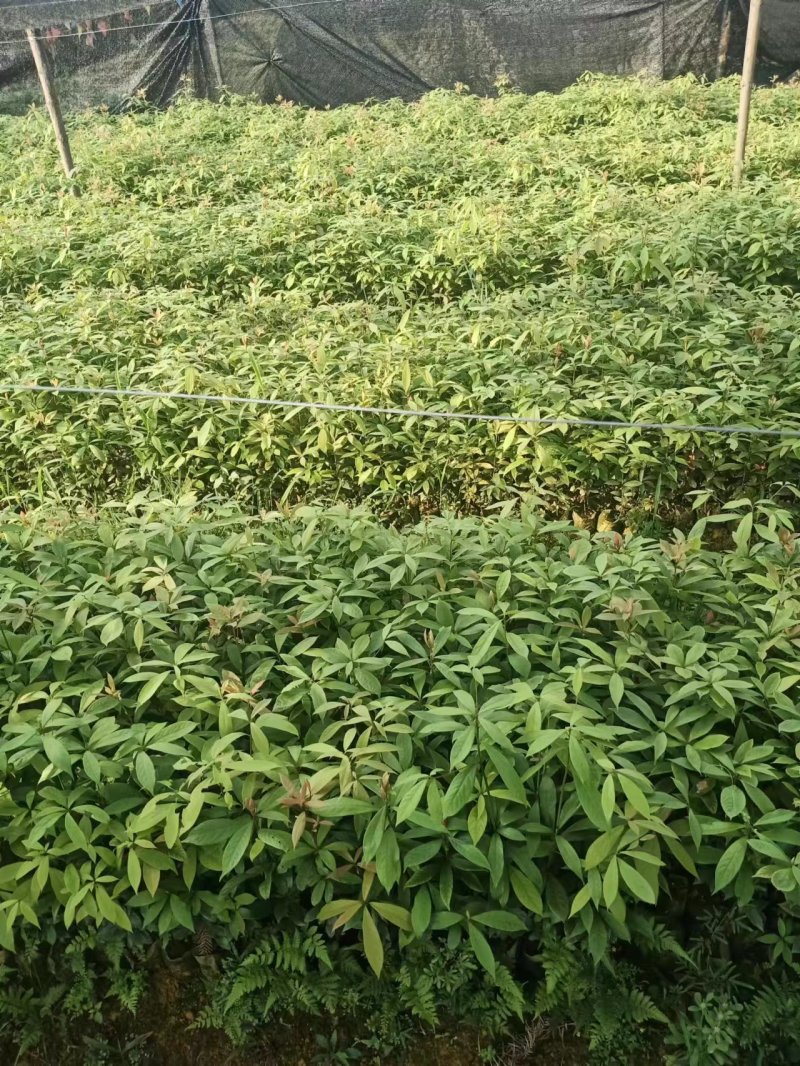 基地直供，价格实惠一手货源，无防布袋苗，杯苗各种规格都有