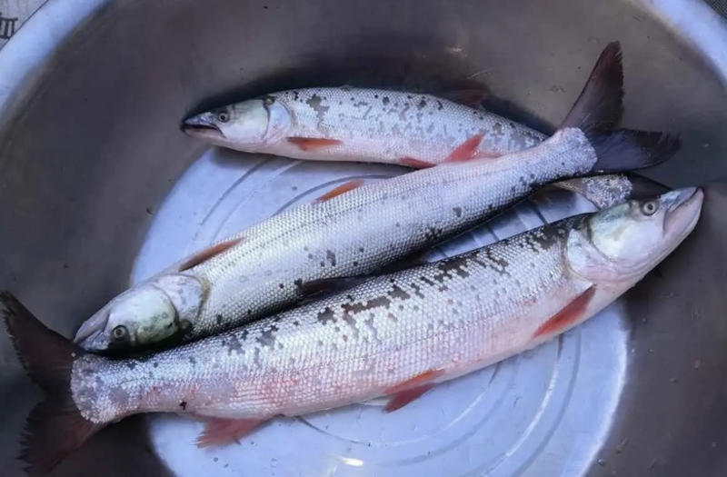 安徽鳡鱼20斤起肉质鲜美基地直发品质保证欢迎来电咨询
