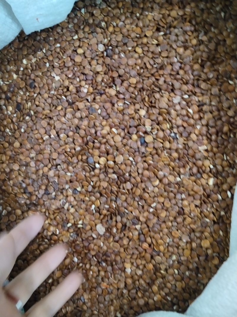 酸枣仁，各种规格酸枣仁，产地直销，大货供应，物美价廉