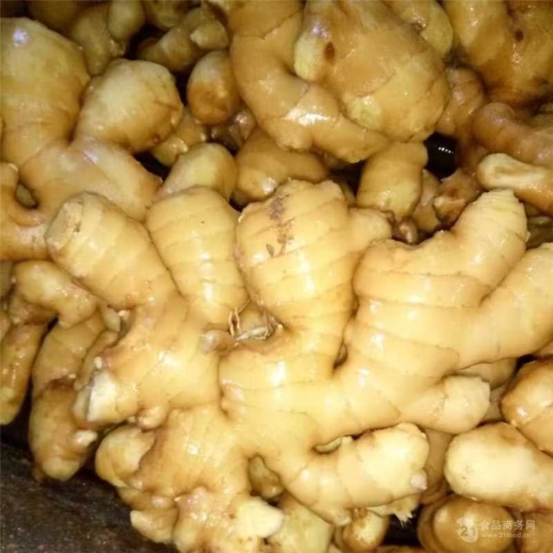 河南小黄姜主产地质量好，价格优，欢迎大家采购可视频看货
