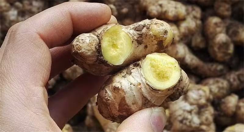河南小黄姜主产地质量好，价格优，欢迎大家采购可视频看货