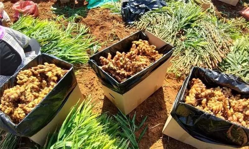 河南小黄姜主产地质量好，价格优，欢迎大家采购可视频看货