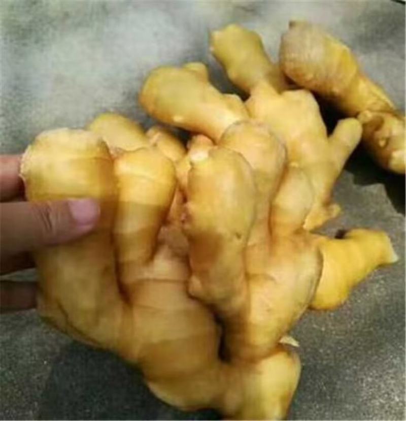 河南小黄姜主产地质量好，价格优，欢迎大家采购可视频看货