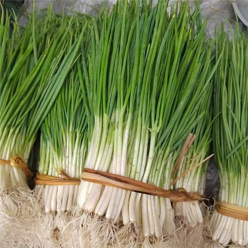 优质分葱，品质保障大量供应可视频看货诚信为先