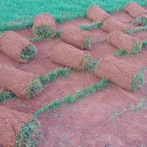 草坪
