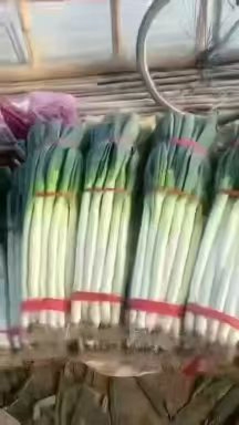 费县铁杆大葱，产地可加工5斤，10斤3斤装对接电商平台团