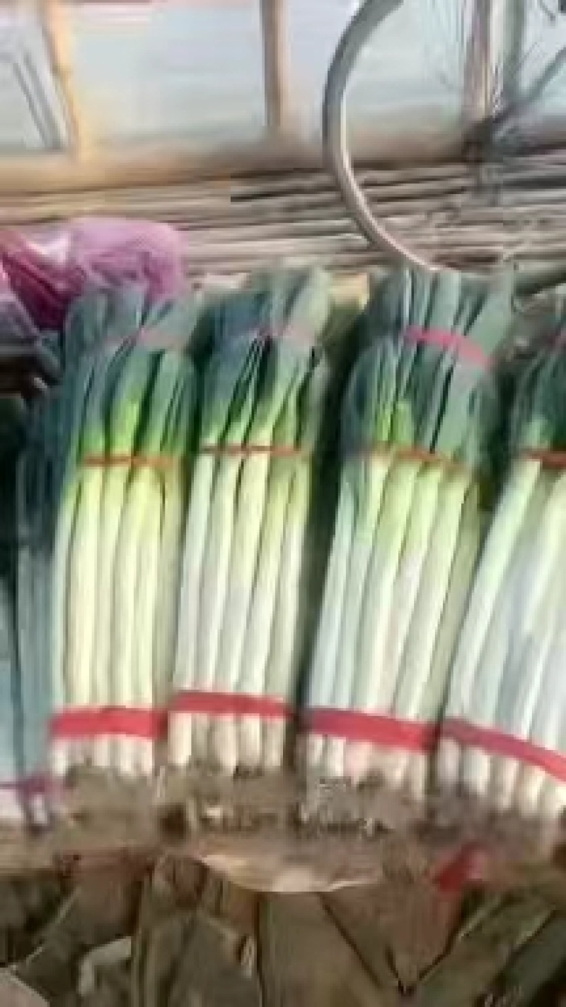 费县铁杆大葱，产地可加工5斤，10斤3斤装对接电商平台团
