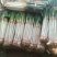 费县铁杆大葱，产地可加工5斤，10斤3斤装对接电商平台团