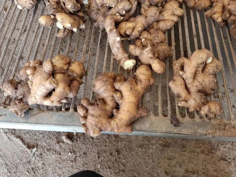 【甄选】山东生姜批发优质小黄姜一手货源可视频价格低质量好