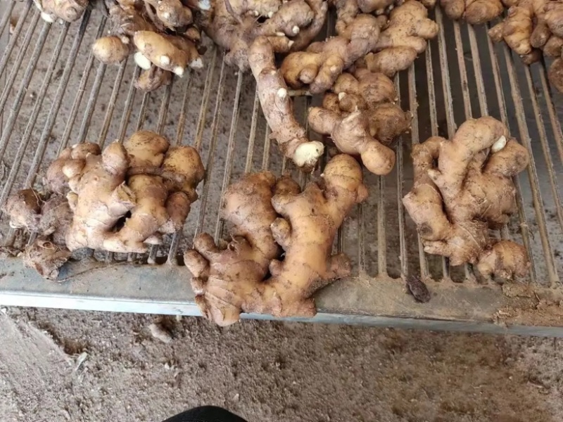【甄选】山东生姜批发优质小黄姜一手货源可视频价格低质量好