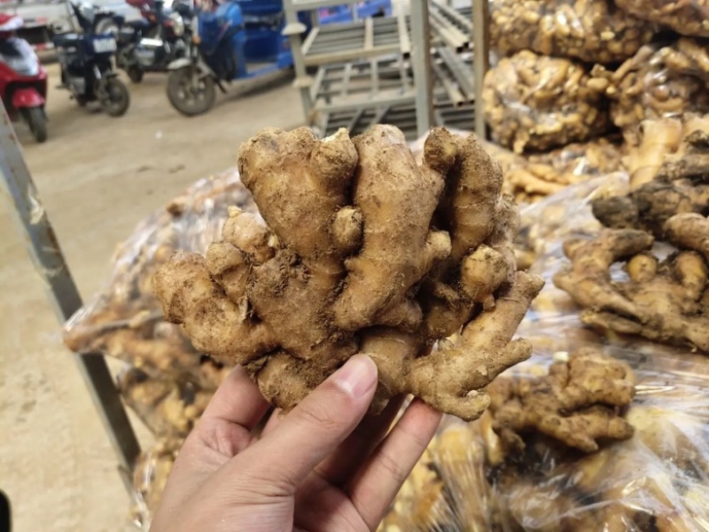 【甄选】山东生姜批发优质小黄姜一手货源可视频价格低质量好