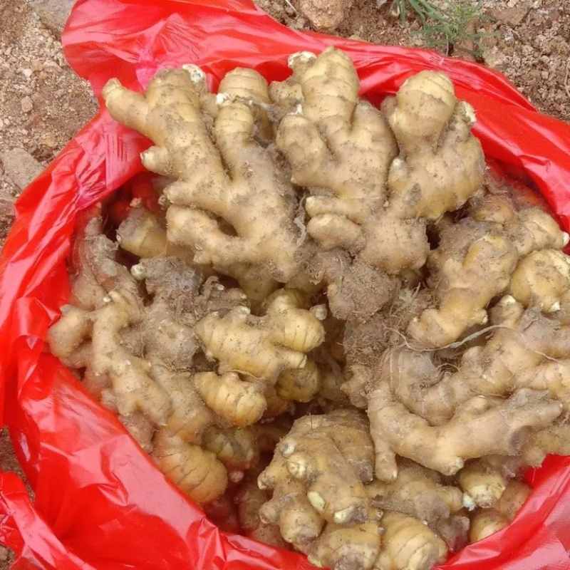 【甄选】山东生姜批发优质小黄姜一手货源可视频价格低质量好