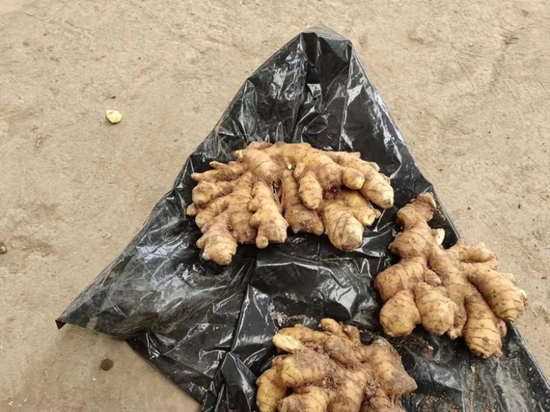 【甄选】山东生姜批发优质小黄姜一手货源可视频价格低质量好