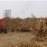 优质青储玉米货源充足量大从优欢迎来电咨询可视频