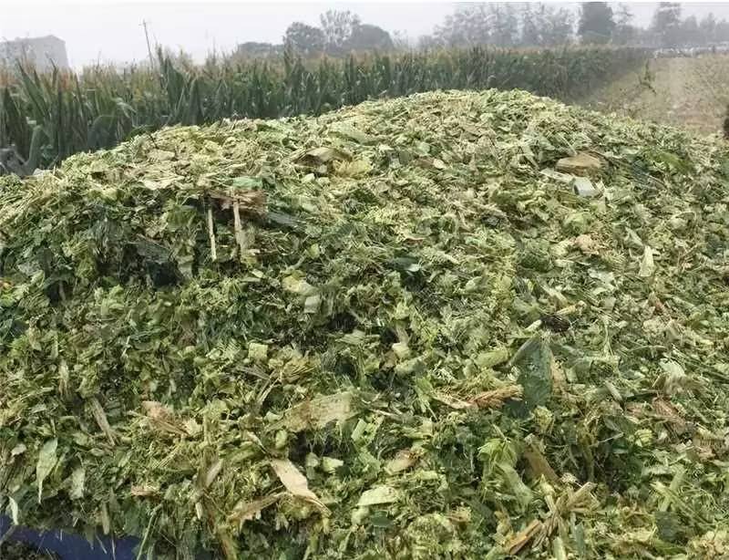优质青储玉米货源充足量大从优欢迎来电咨询可视频