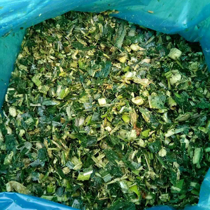 优质青储玉米货源充足量大从优欢迎来电咨询可视频