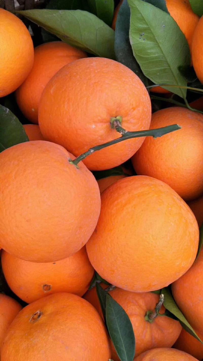 纽荷尔脐橙湖北橙子脐橙产地发货一条龙服务