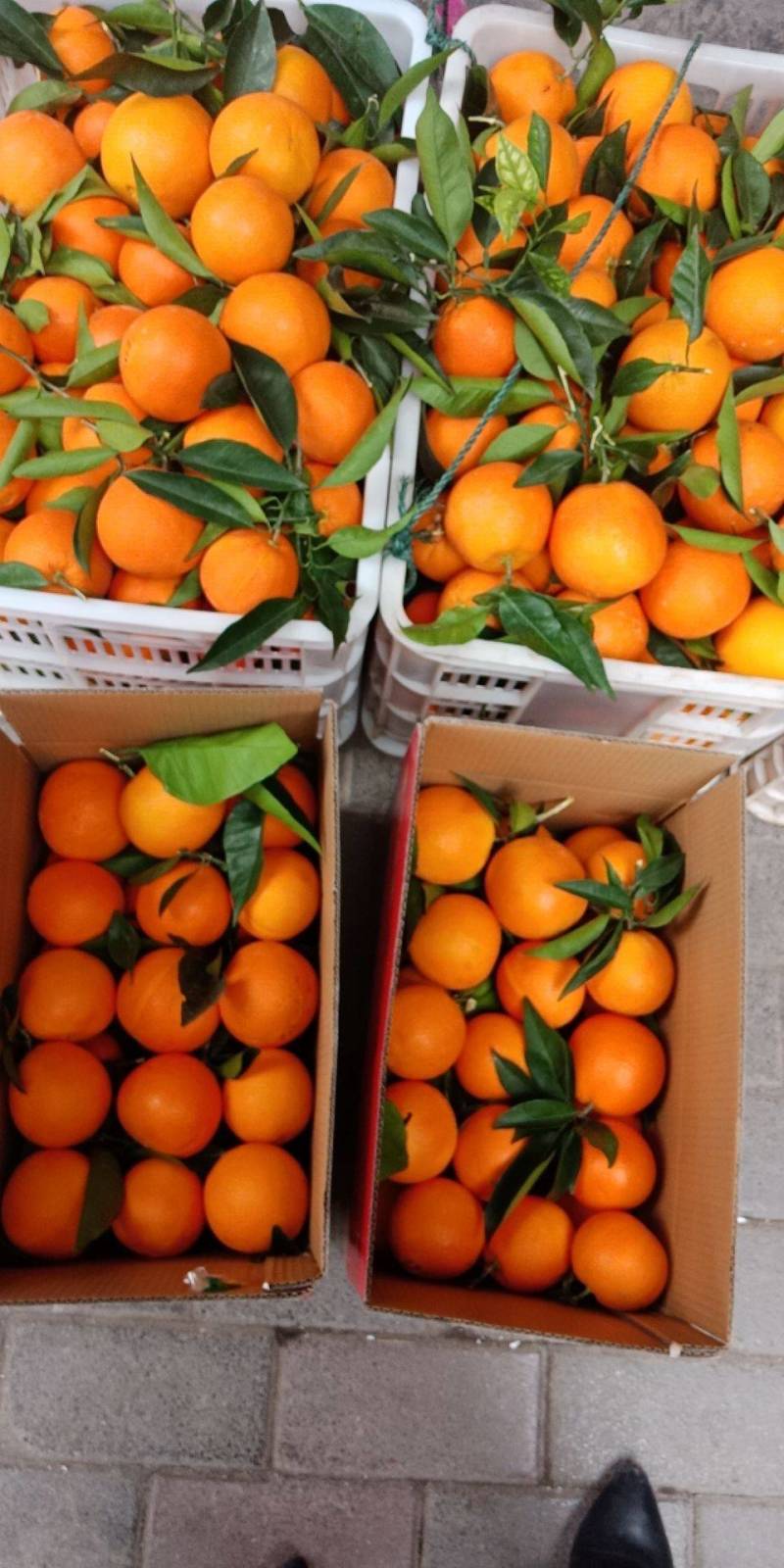 湖北纽荷尔脐橙脐橙产地一手货源品质保证货源充足