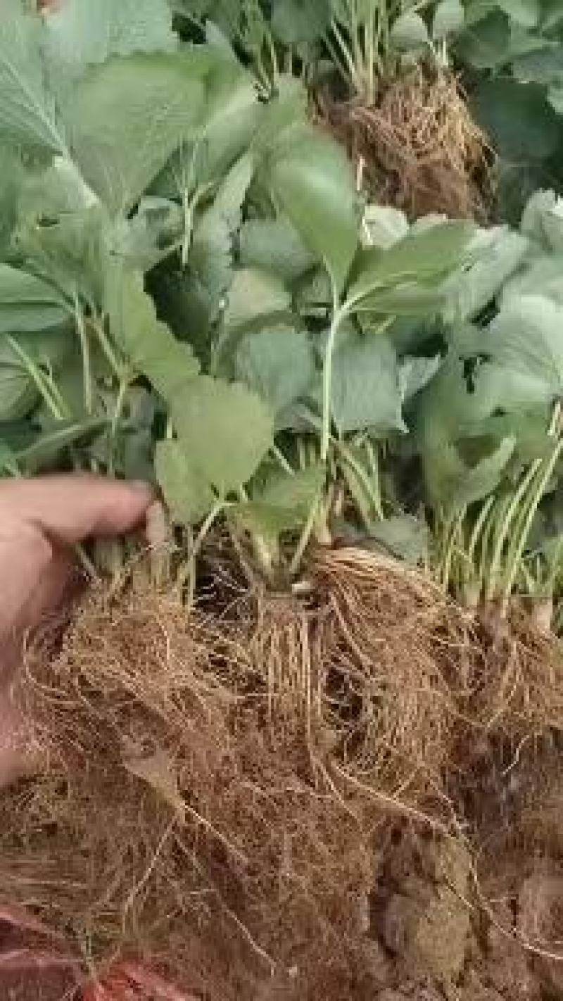 山东草莓苗二代脱毒苗！糖度17一20，适合全国南北方栽种