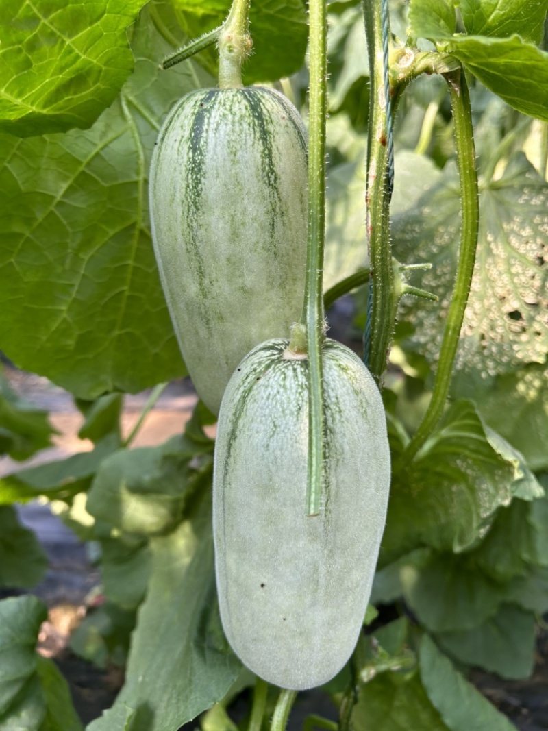 【实力供货】山东博洋72蜜源18凯蜜88甜瓜可视频