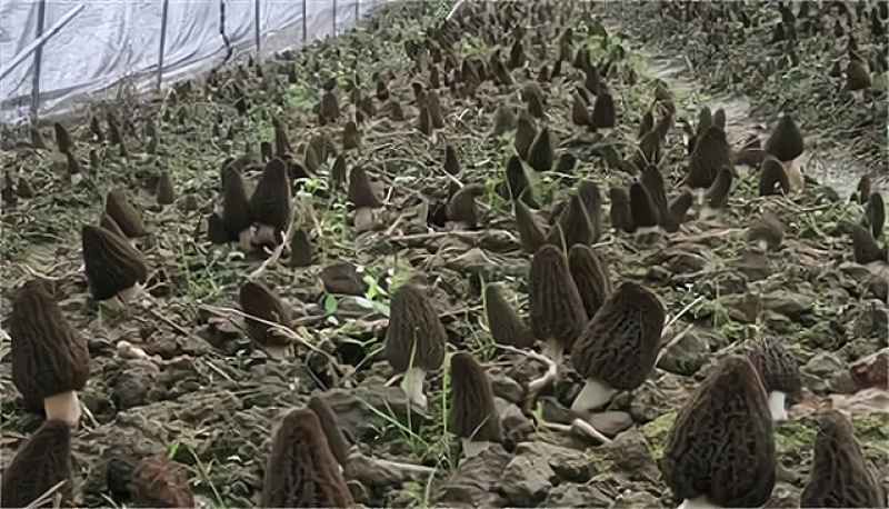 羊肚菌专用黑色打孔地膜，保湿除草