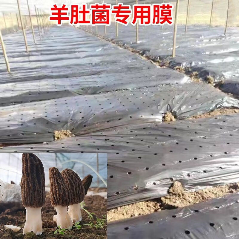 羊肚菌专用黑色打孔地膜，保湿除草