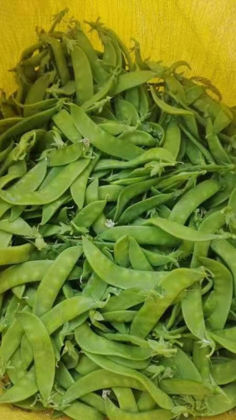 大量供应荷兰豆