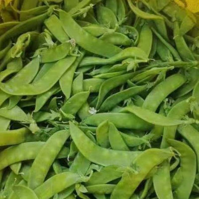 大量供应荷兰豆