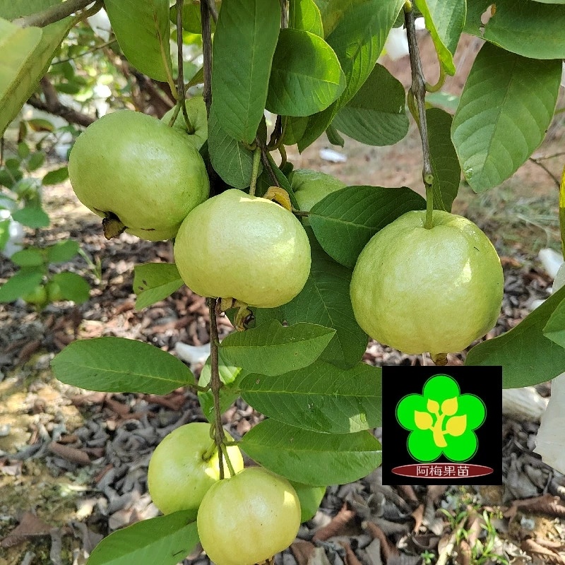 水蜜芭乐树苗番石榴苗福建产地四季结果当年结果产量高