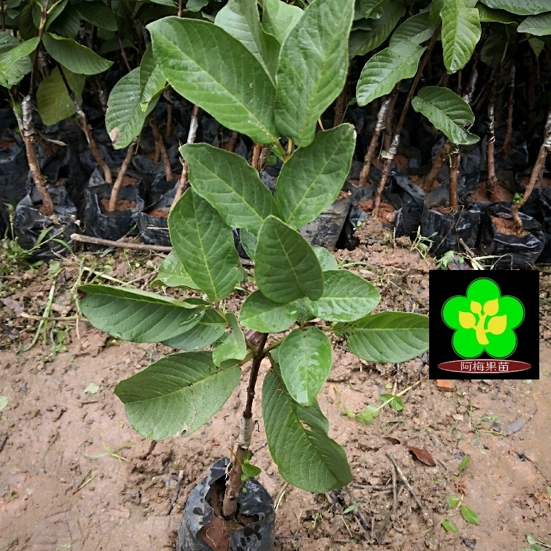 水蜜芭乐树苗番石榴苗福建产地四季结果当年结果产量高