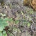 通草苗