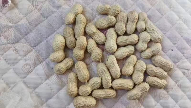 花生天府三，冀油四，鲁花三，小日本，高油酸
