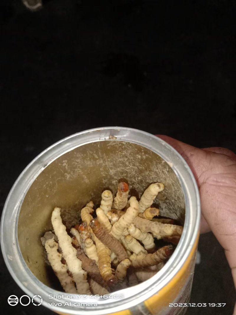 冬虫夏草