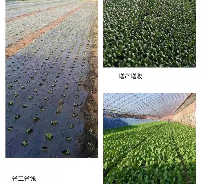 黑色打孔地膜，农用蔬菜药材专用，规格可定制